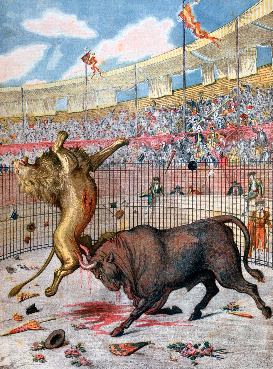 एक शेर और एक बैल के बीच मुकाबला, स्पेन, 1894 द्वारा अज्ञात
