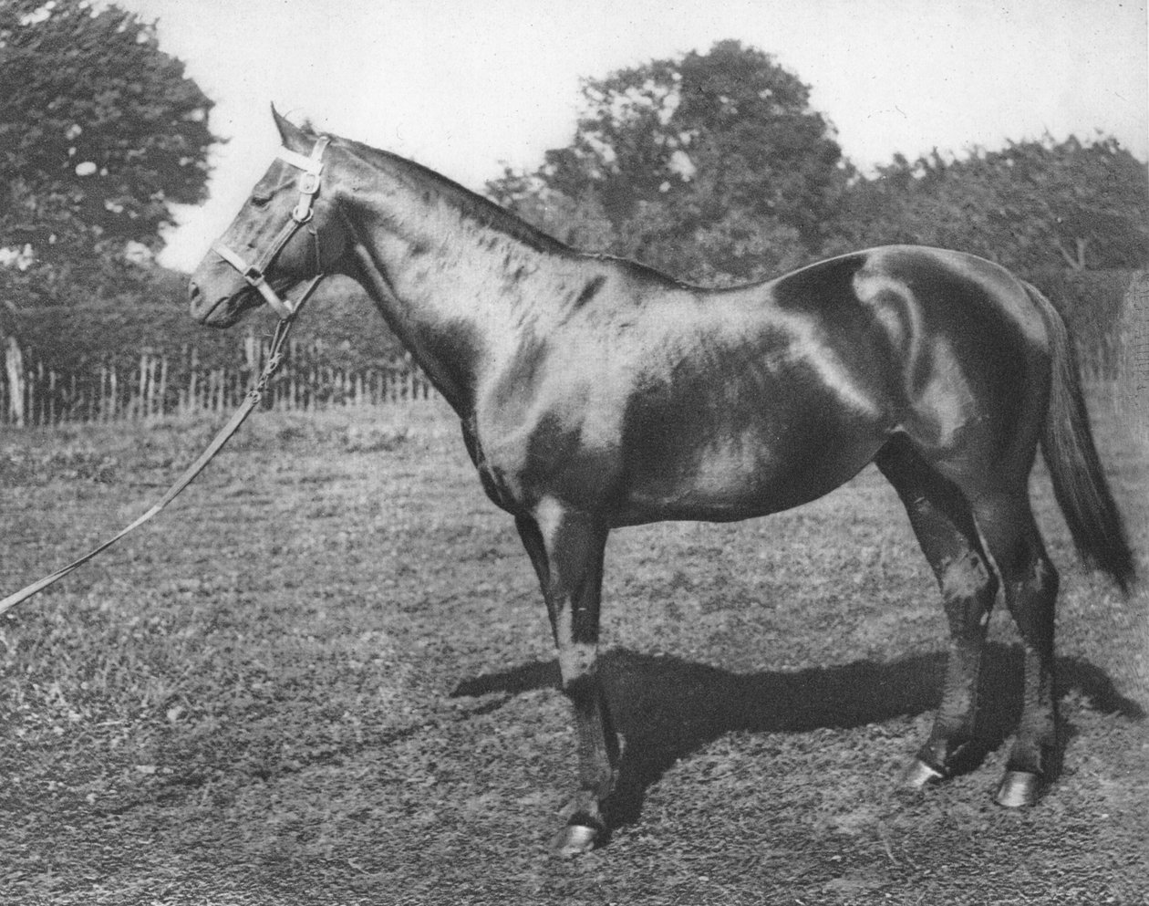 आम, 19 वीं सदी, 1911 द्वारा अज्ञात