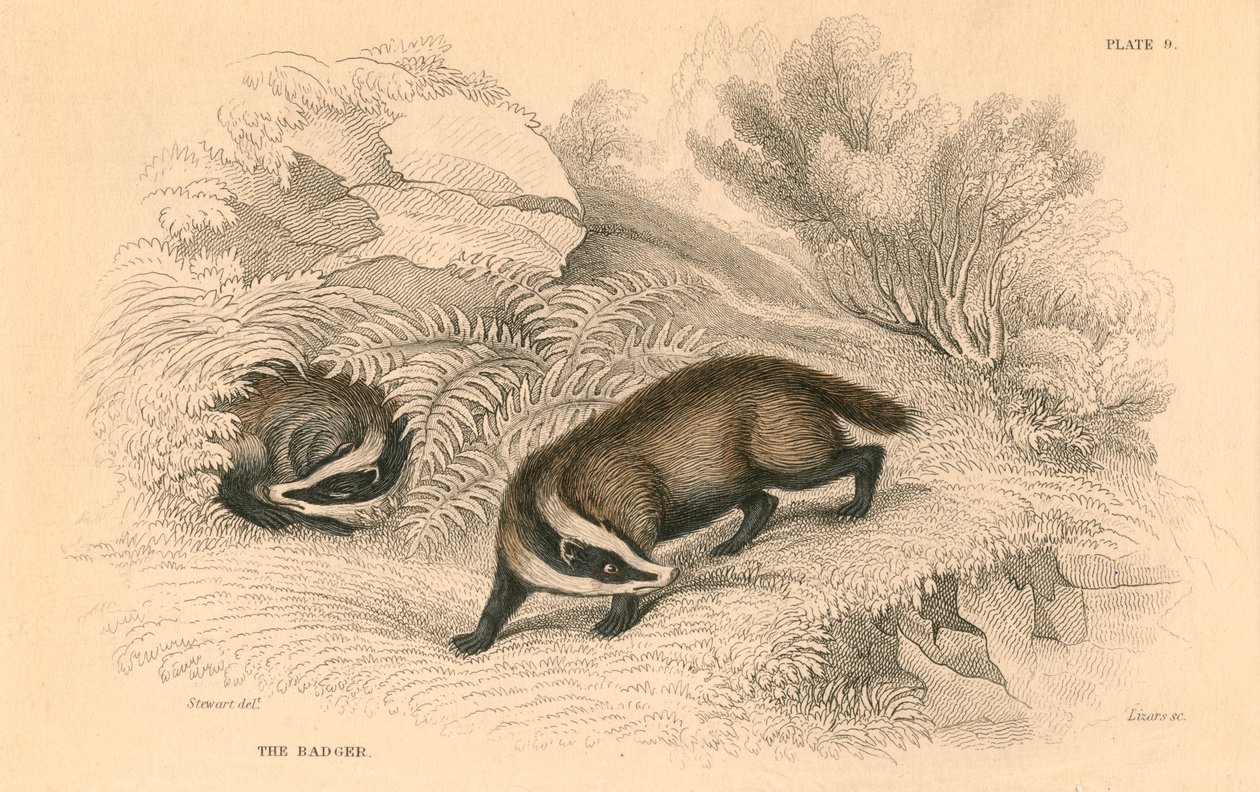 आम या यूरेशियन बेजर मेल्स मेल्स, 1828 द्वारा अज्ञात