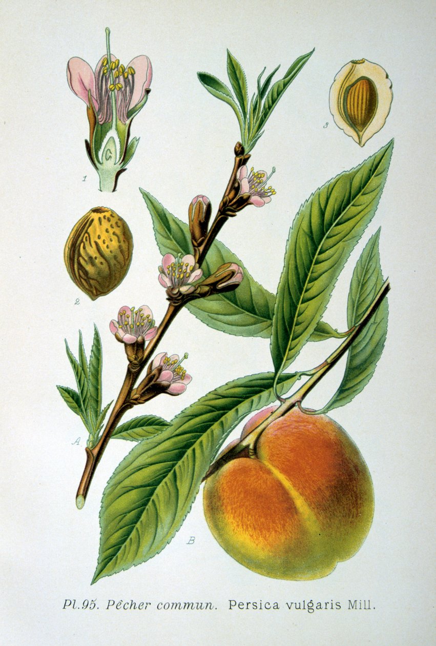 आम आड़ू, 1893 द्वारा अज्ञात