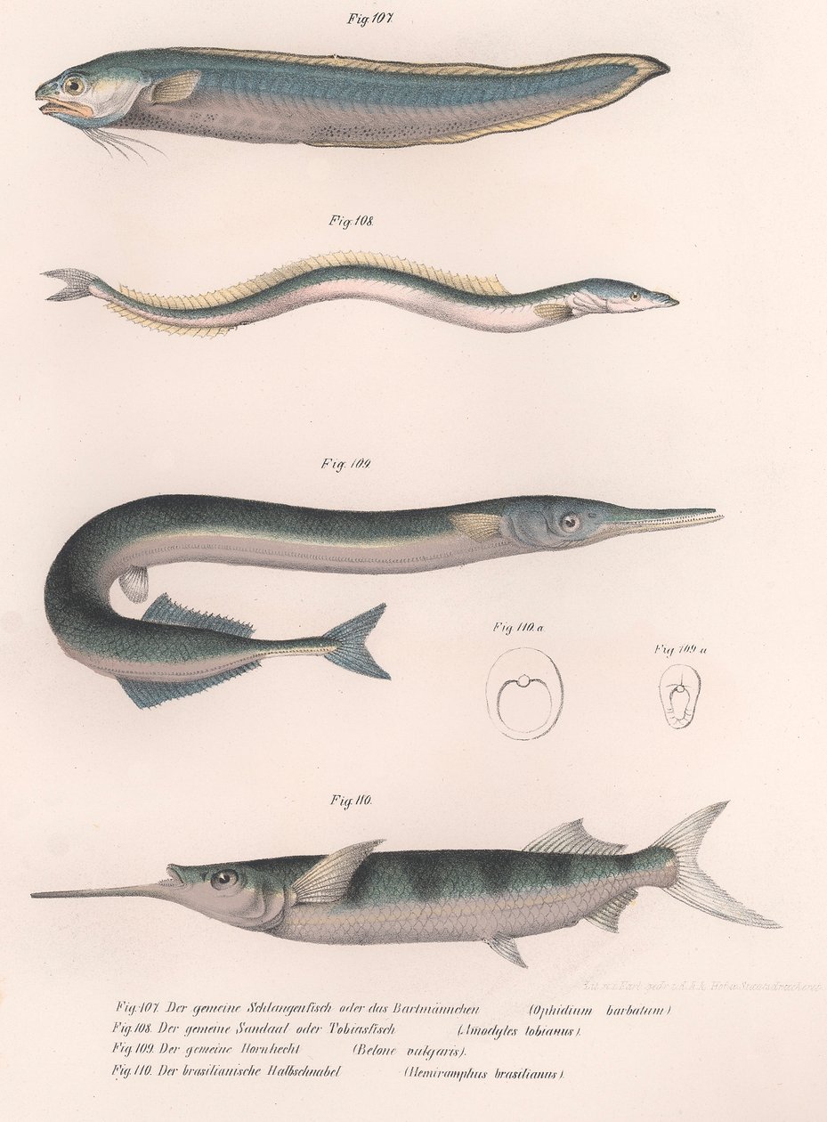 आम सांप मछली। आम बालू ईल। आम हॉर्नचट। ब्राजील का आधा हिस्सा, c.1850s द्वारा अज्ञात