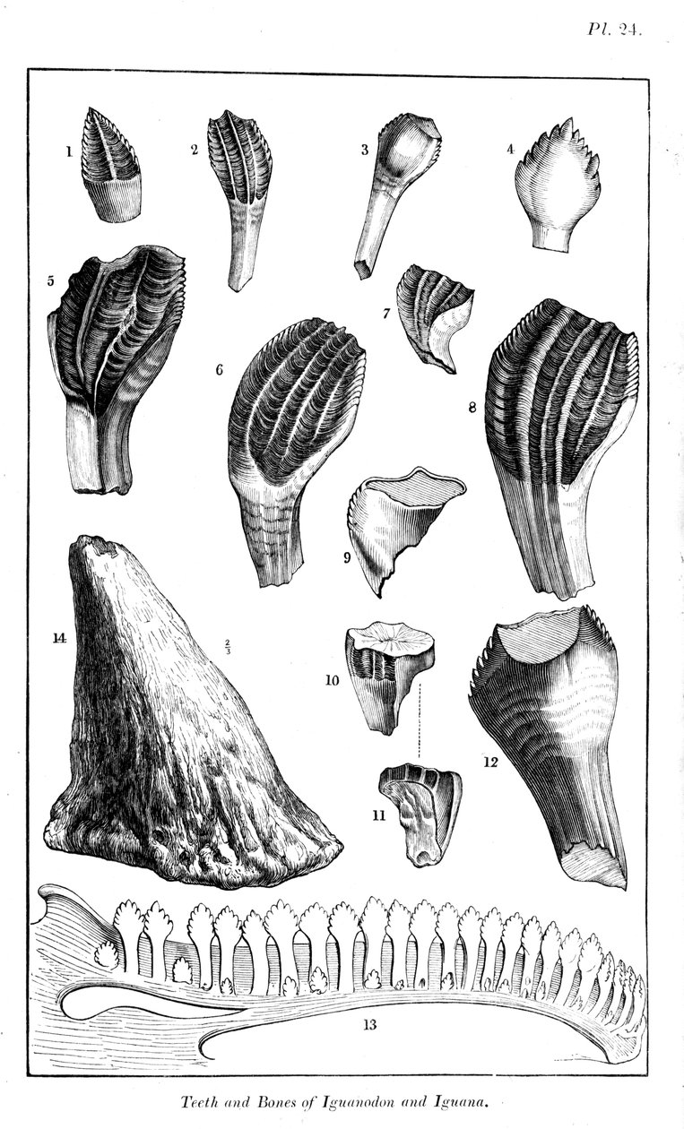 एक आधुनिक इगुआना, 1836 के साथ एक इगुआनोडन के दांतों की तुलना द्वारा अज्ञात