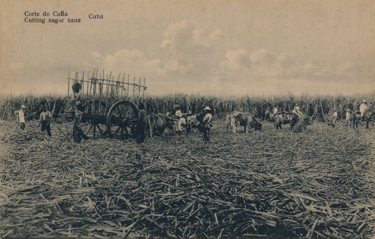 कोर्टे डे कैन - गन्ना काटना - क्यूबा, c1910 द्वारा अज्ञात