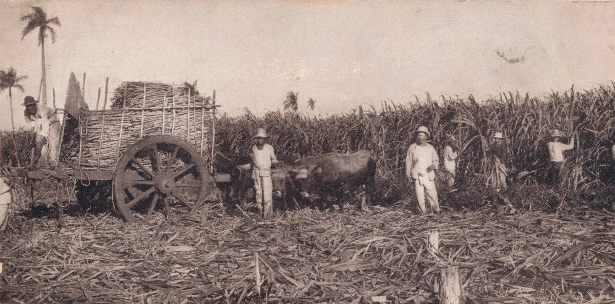 कोर्टे डे कैनना। - गन्ना इकट्ठा करना। क्यूबा, c1900 द्वारा अज्ञात