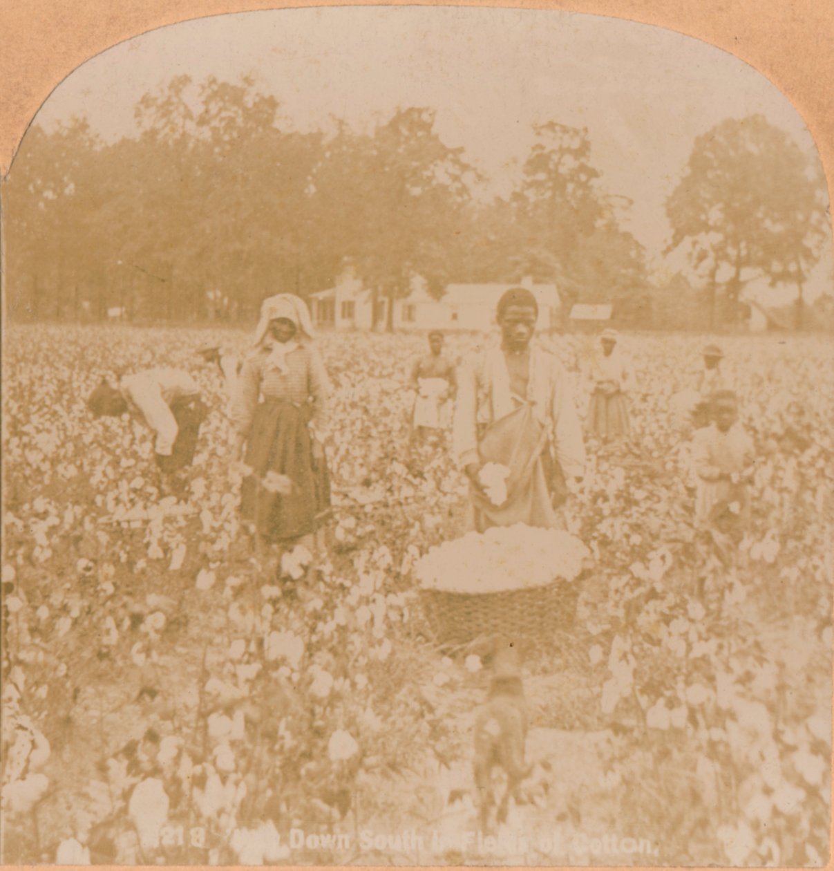 कॉटन-पिकिंग।, c1900 द्वारा अज्ञात
