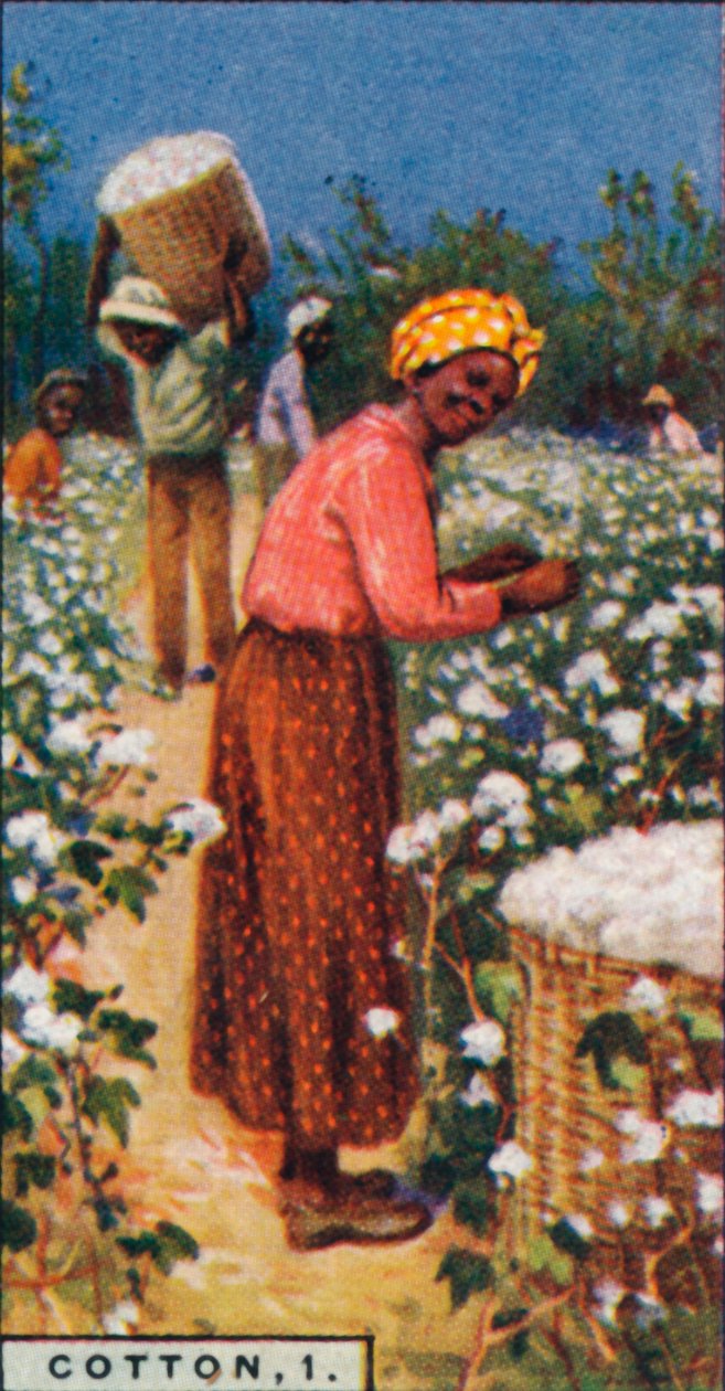 कपास, 1. - पिकिंग सीड कॉटन, डब्ल्यू। इंडीज, 1928 द्वारा अज्ञात