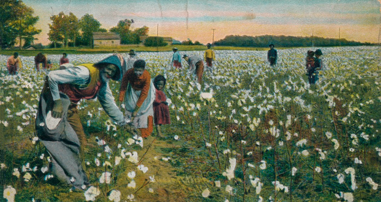 कॉटन पिकिंग, ऑगस्टा, जॉर्जिया, c1900 द्वारा अज्ञात