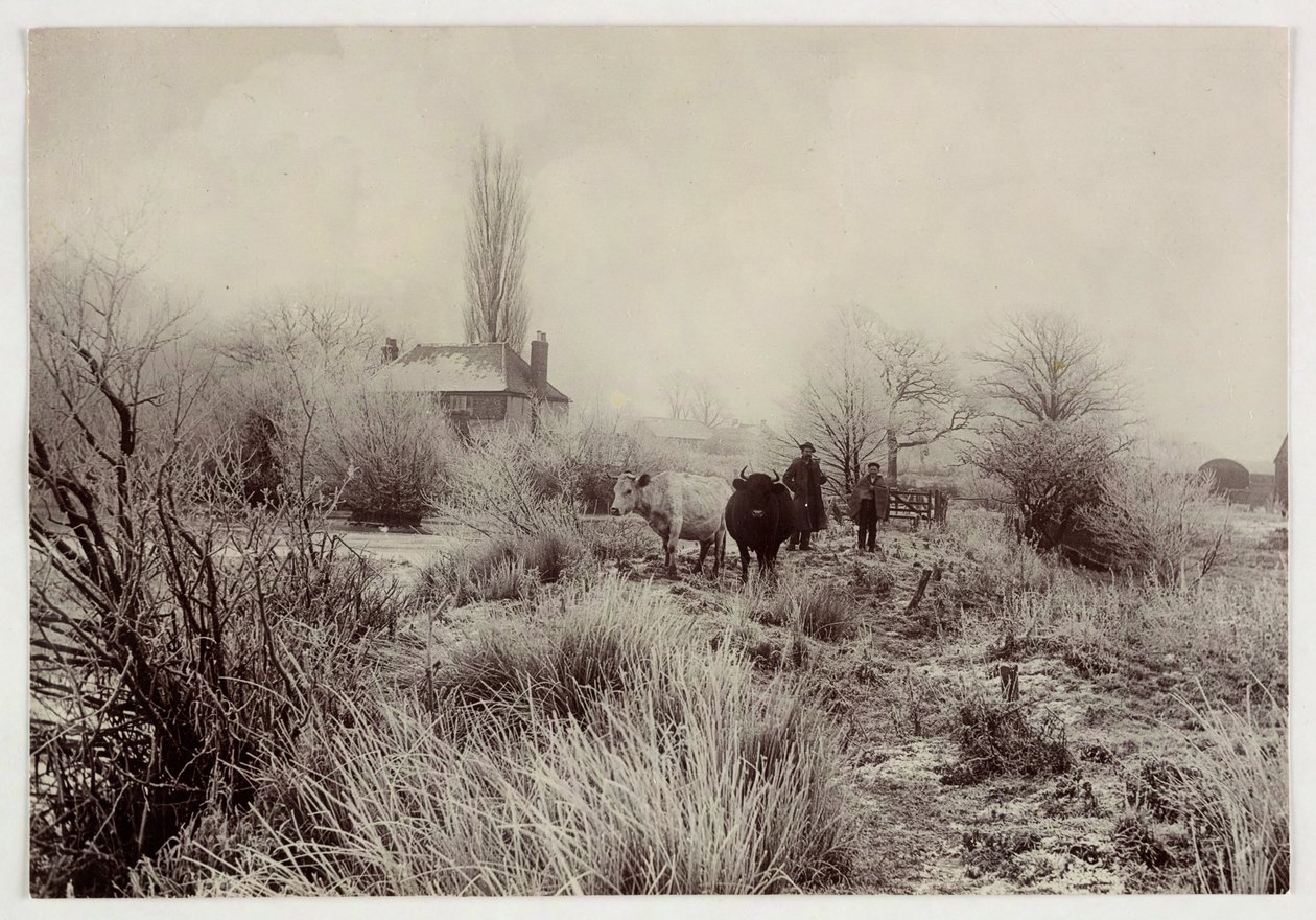 "एक ठंढे क्षेत्र में गाय", वर्स 1890 द्वारा अज्ञात