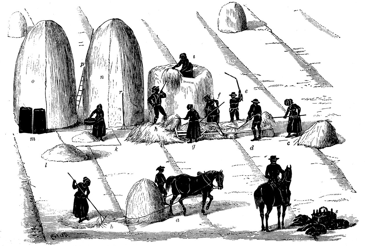 फसल रोटेशन: बीज के लिए राई घास, 1855 द्वारा अज्ञात