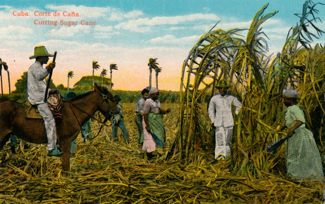 क्यूबा: कैन्या का न्यायालय। गन्ना काटना। c1910 द्वारा अज्ञात