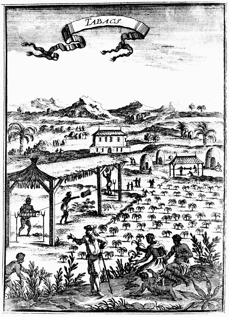 वेस्टइंडीज़ में तंबाकू का संवर्धन और इलाज करना, दास श्रम, 1686 द्वारा अज्ञात