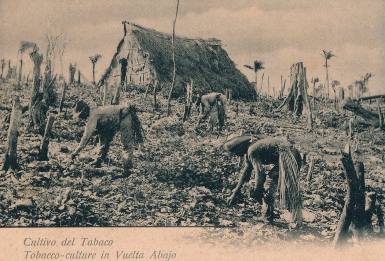 तंबाकू की खेती। Vuelta Abajo में तंबाकू-संस्कृति, c1900 द्वारा अज्ञात