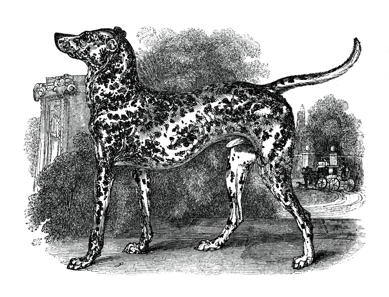 डालमटियन कुत्ता, 1848 द्वारा अज्ञात