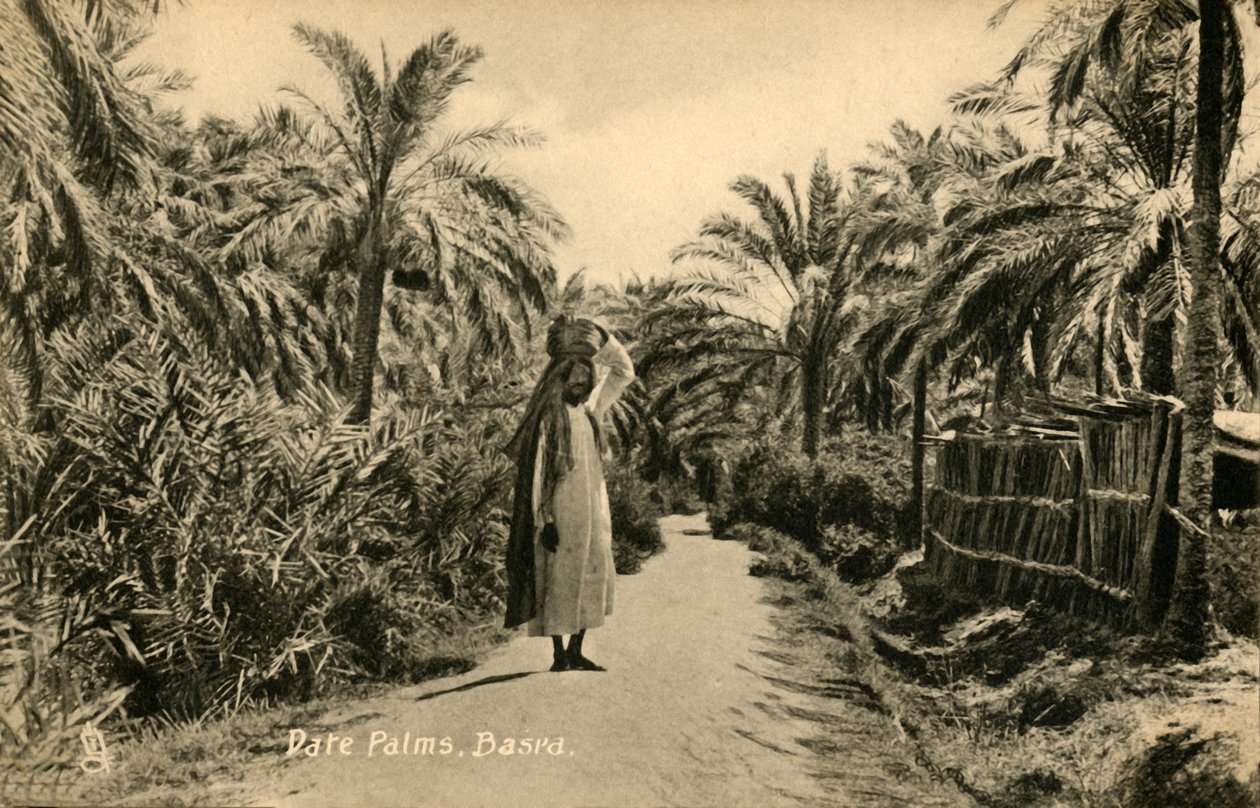 दिनांक हथेलियाँ, बसरा, c1918-c1939। द्वारा अज्ञात