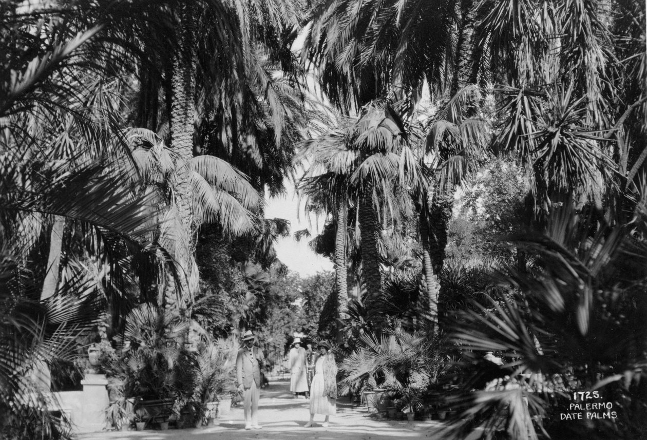 खजूर के पेड़, पालेर्मो, सिसिली, इटली, c1920s-c1930s द्वारा अज्ञात