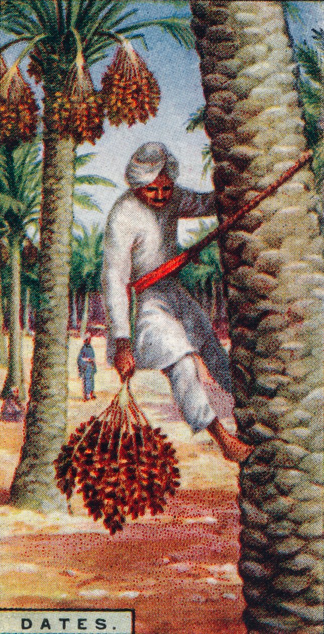 खजूर। - द गैदरिंग द फ्रूट, एन। अफ्रीका, 1928 द्वारा अज्ञात