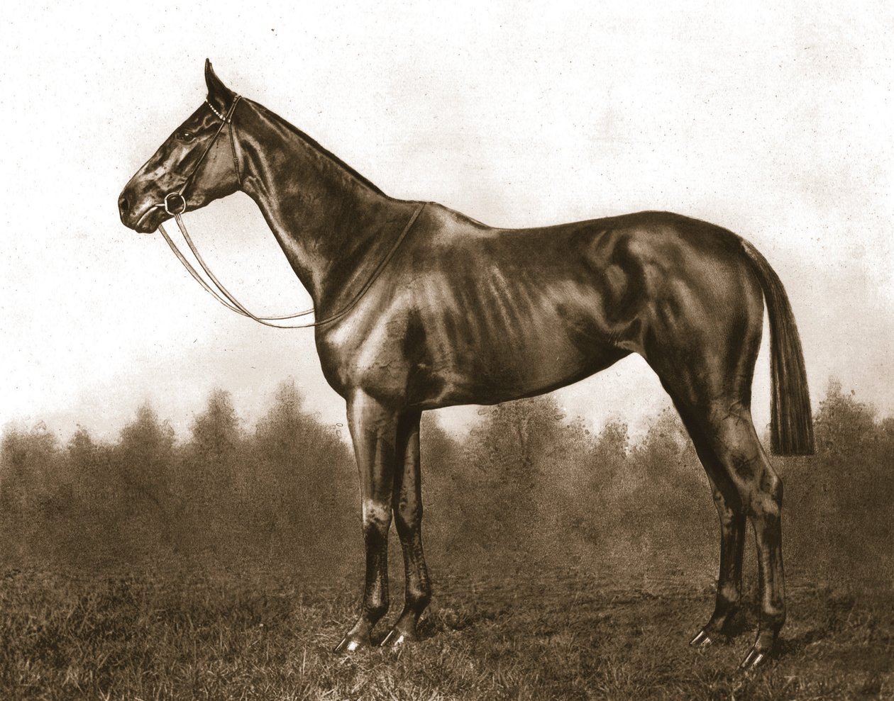 डिम्यूर, 1911। द्वारा अज्ञात