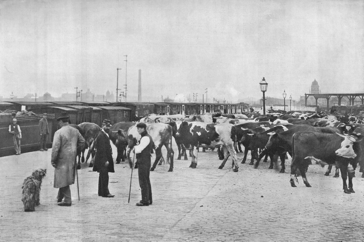 मवेशियों का पता लगाना, LNWR डिपो, यॉर्क रोड, लंदन, c1903 1903 द्वारा अज्ञात