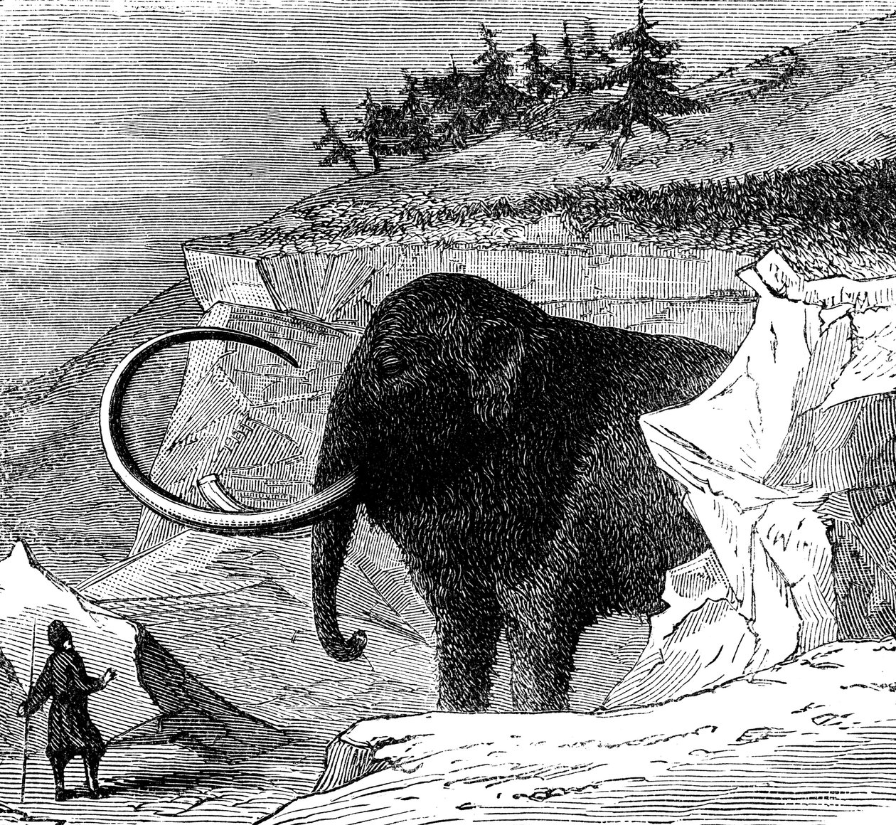 एक ऊनी मैमथ की खोज, 1779 c1870 द्वारा अज्ञात