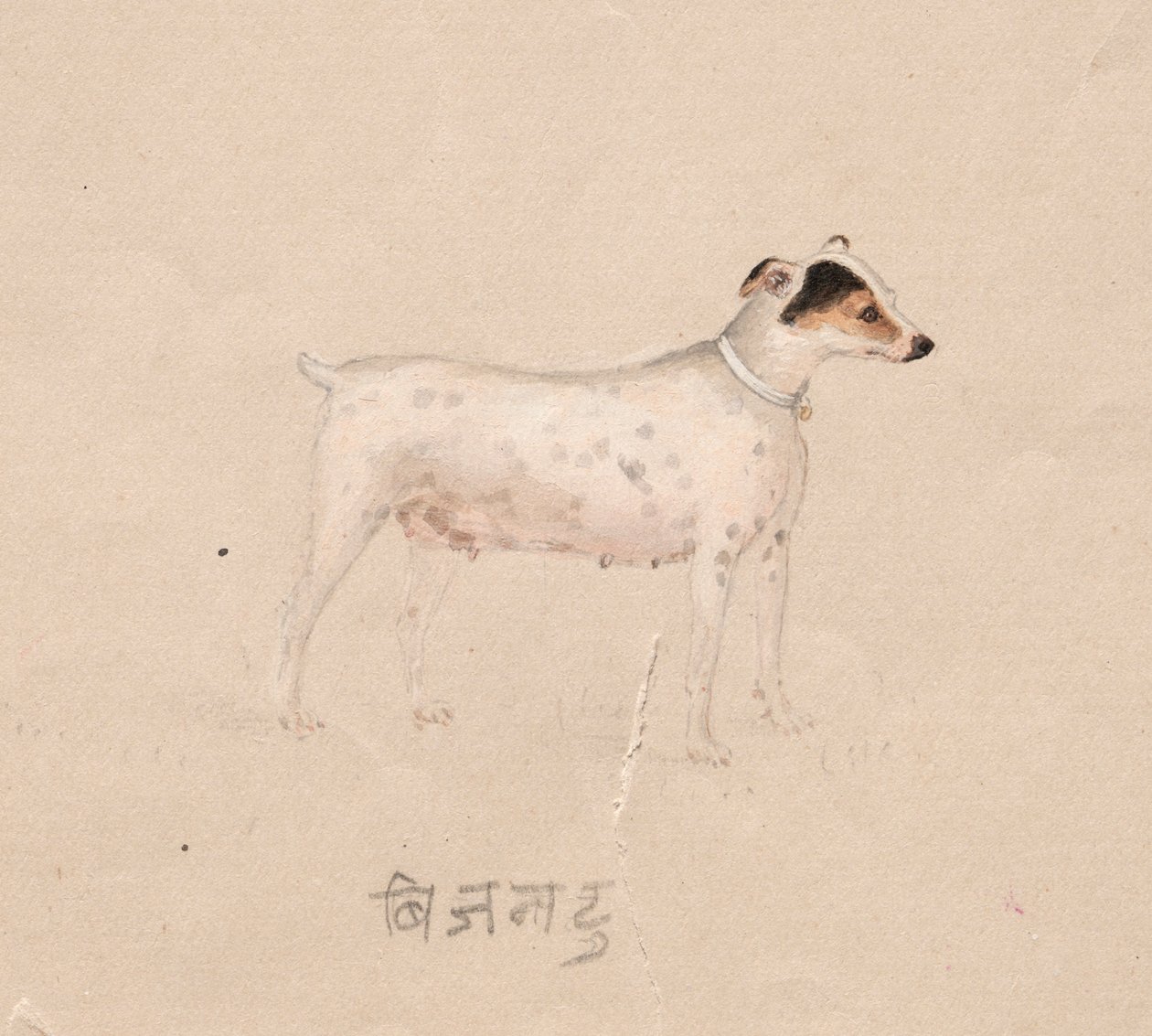 कुत्ता, १ 1800०० से। द्वारा अज्ञात