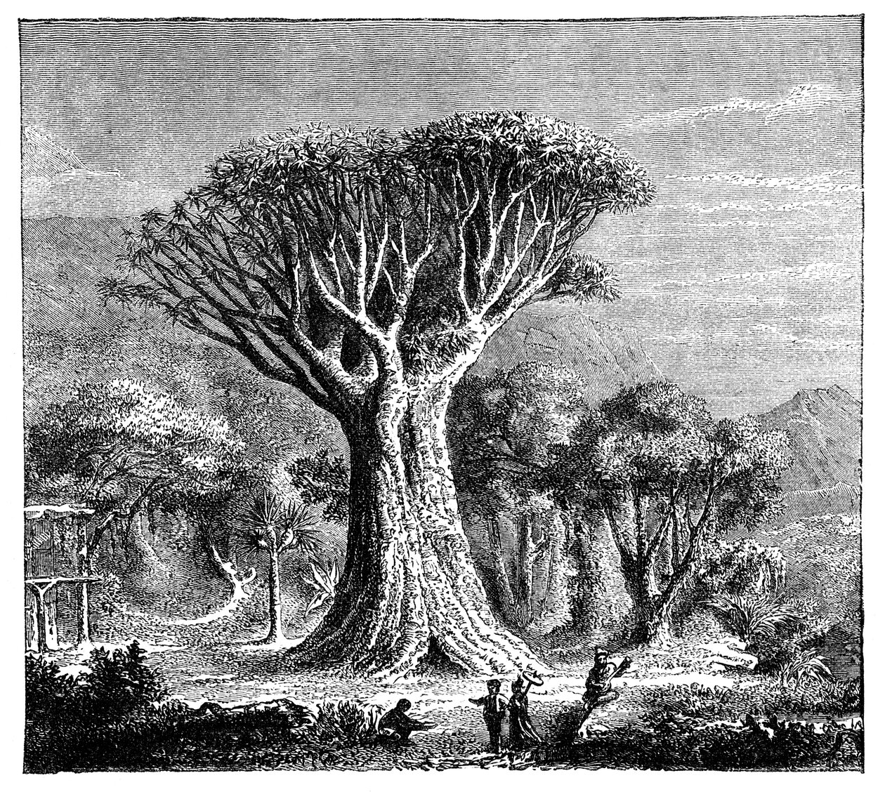 इकोन, टेनेरिफ़, स्पेन की ड्रेकोना, c1900s द्वारा अज्ञात