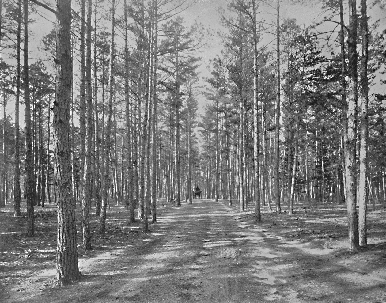 पाइन वोड्स पार्क, Lakewood, न्यू जर्सी, c1897 में ड्राइव करें। द्वारा अज्ञात
