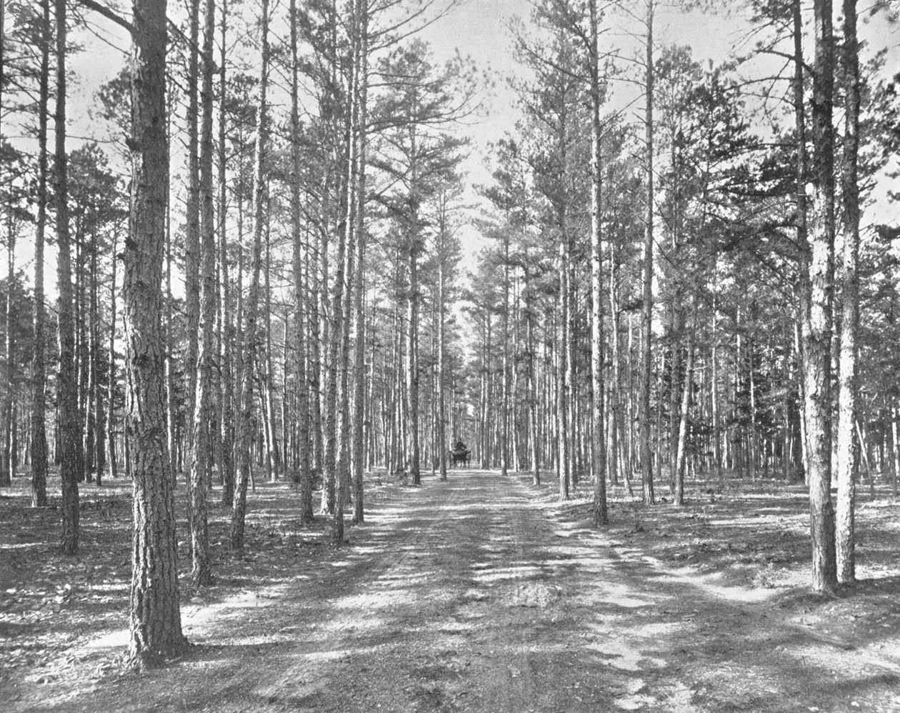 पाइन वुड्स पार्क, Lakewood, न्यू जर्सी, संयुक्त राज्य अमेरिका, c1900 में ड्राइव करें। द्वारा अज्ञात