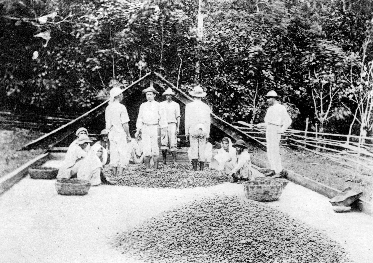 सुखाने वाला कोको, त्रिनिदाद, c1900s द्वारा अज्ञात