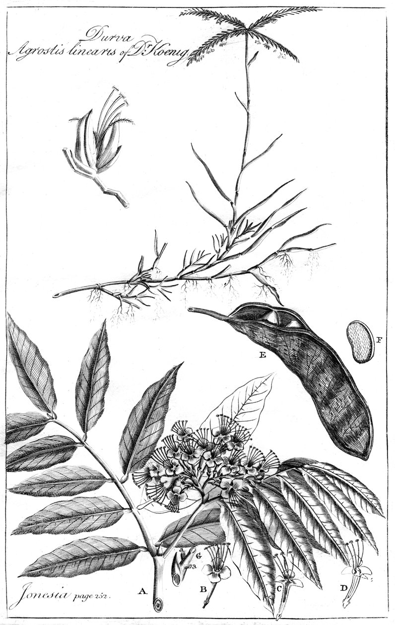 डॉ। कोनिग की दुर्वा एग्रोस्टिस लिनियरिस, 1799 द्वारा अज्ञात