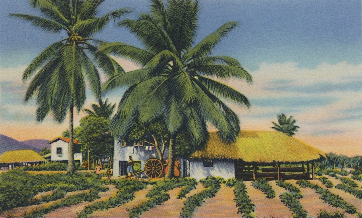 ईस्ट इंडियन हट्स, त्रिनिदाद, BWI, c1940s। द्वारा अज्ञात