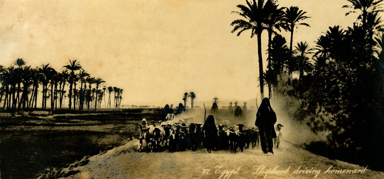 मिस्र - शेफर्ड ड्राइविंग होमवर्ड, c1918-c1939। द्वारा अज्ञात