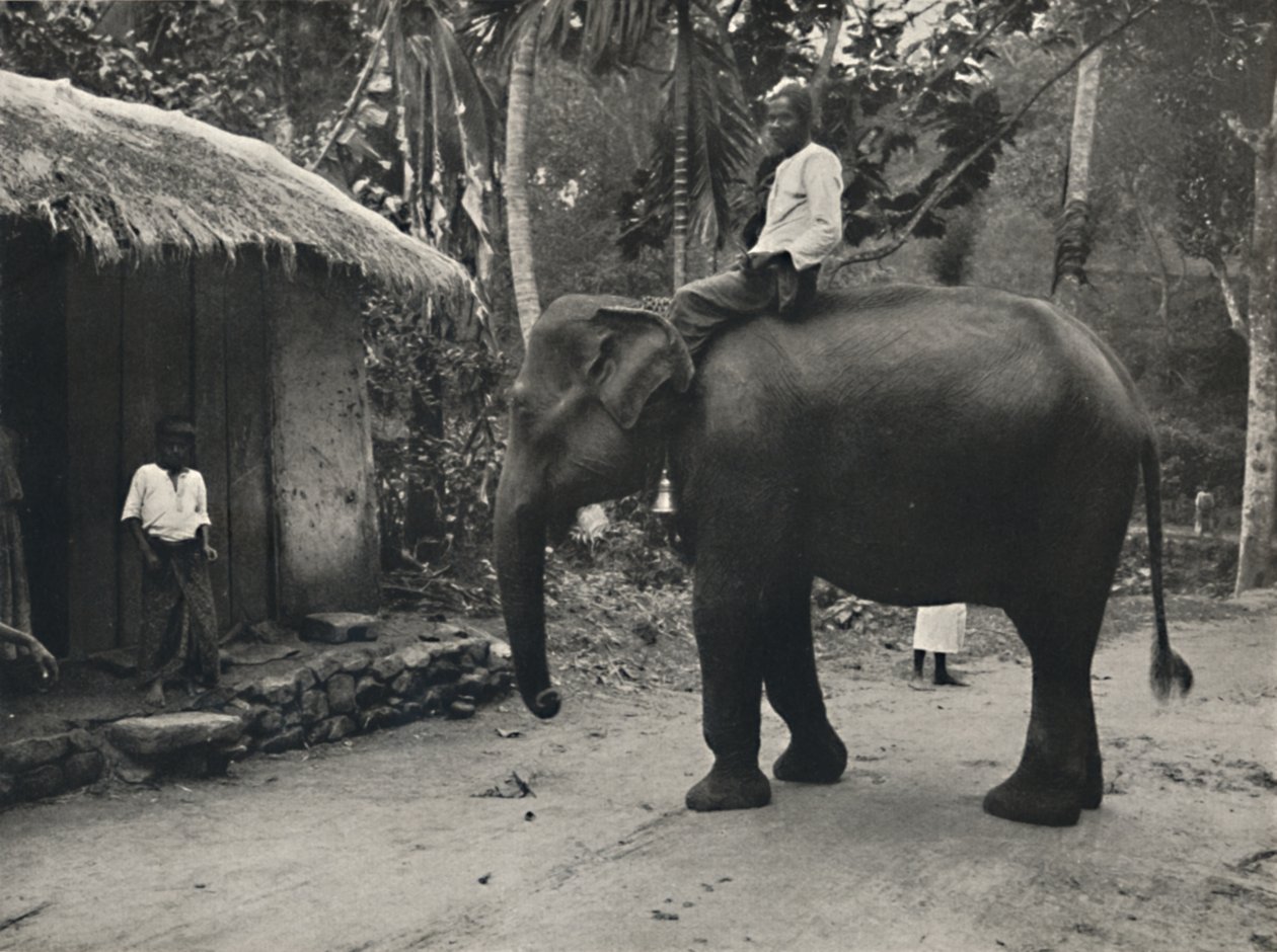 कैंडी, 1926 में एक रास्ते पर हाथी द्वारा अज्ञात