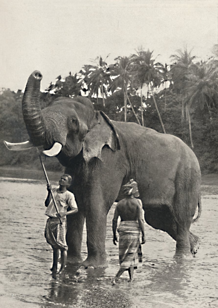 1926 में महावलीगंगा में हाथी द्वारा अज्ञात