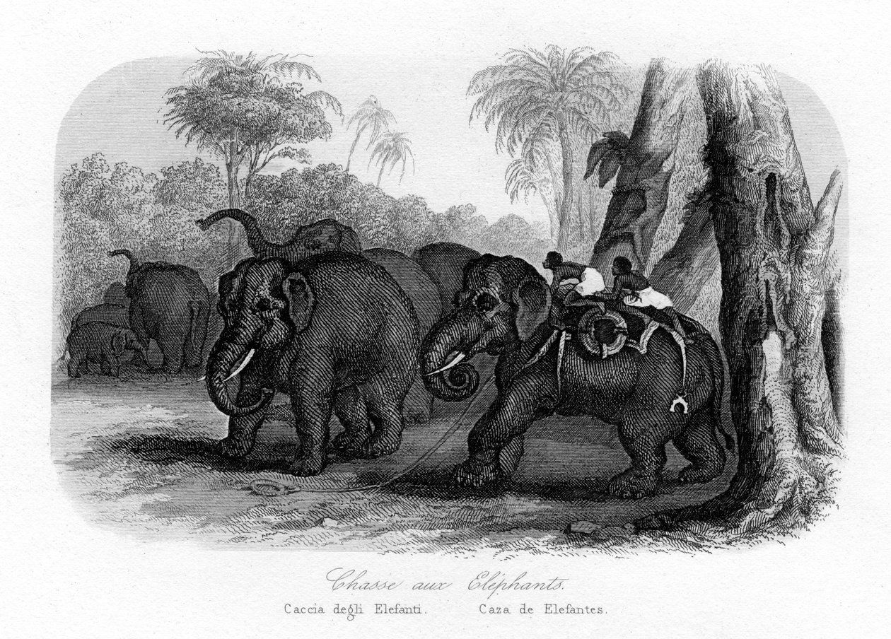 हाथी का शिकार, भारत, c1840 द्वारा अज्ञात