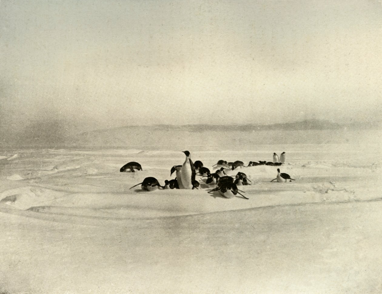 सम्राट टोबोगनिंग, c1908, 1909 द्वारा अज्ञात