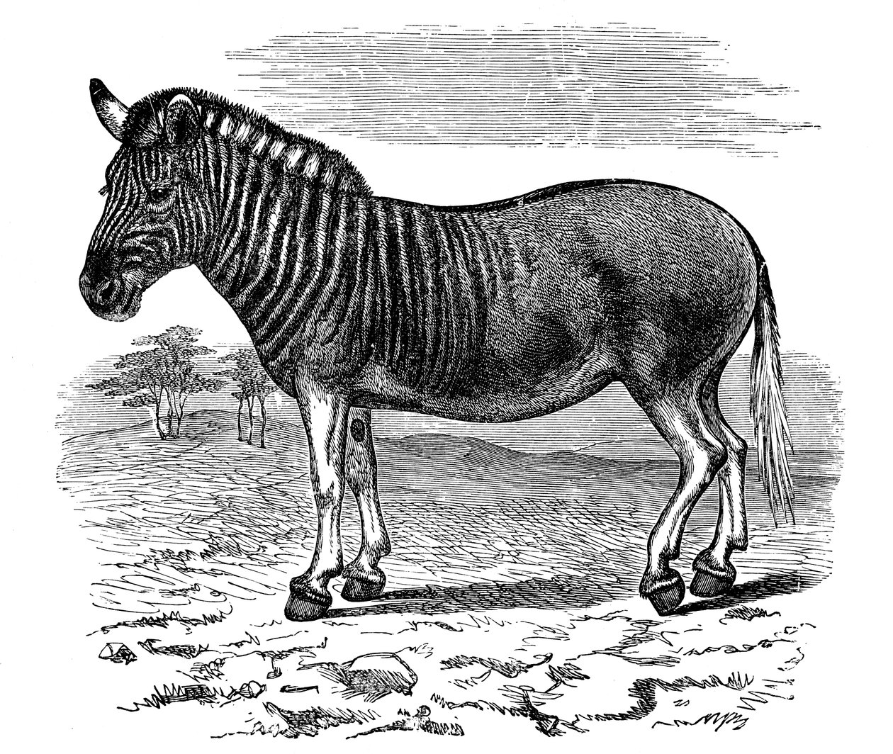 एक क्वाग, 1893 की उत्कीर्णन द्वारा अज्ञात