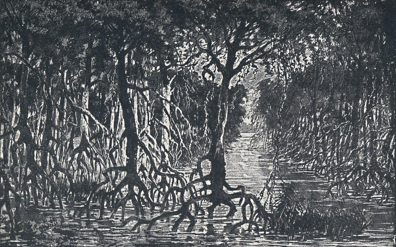 इक्वेटोरियल अफ्रीकी वन, 1924 द्वारा अज्ञात