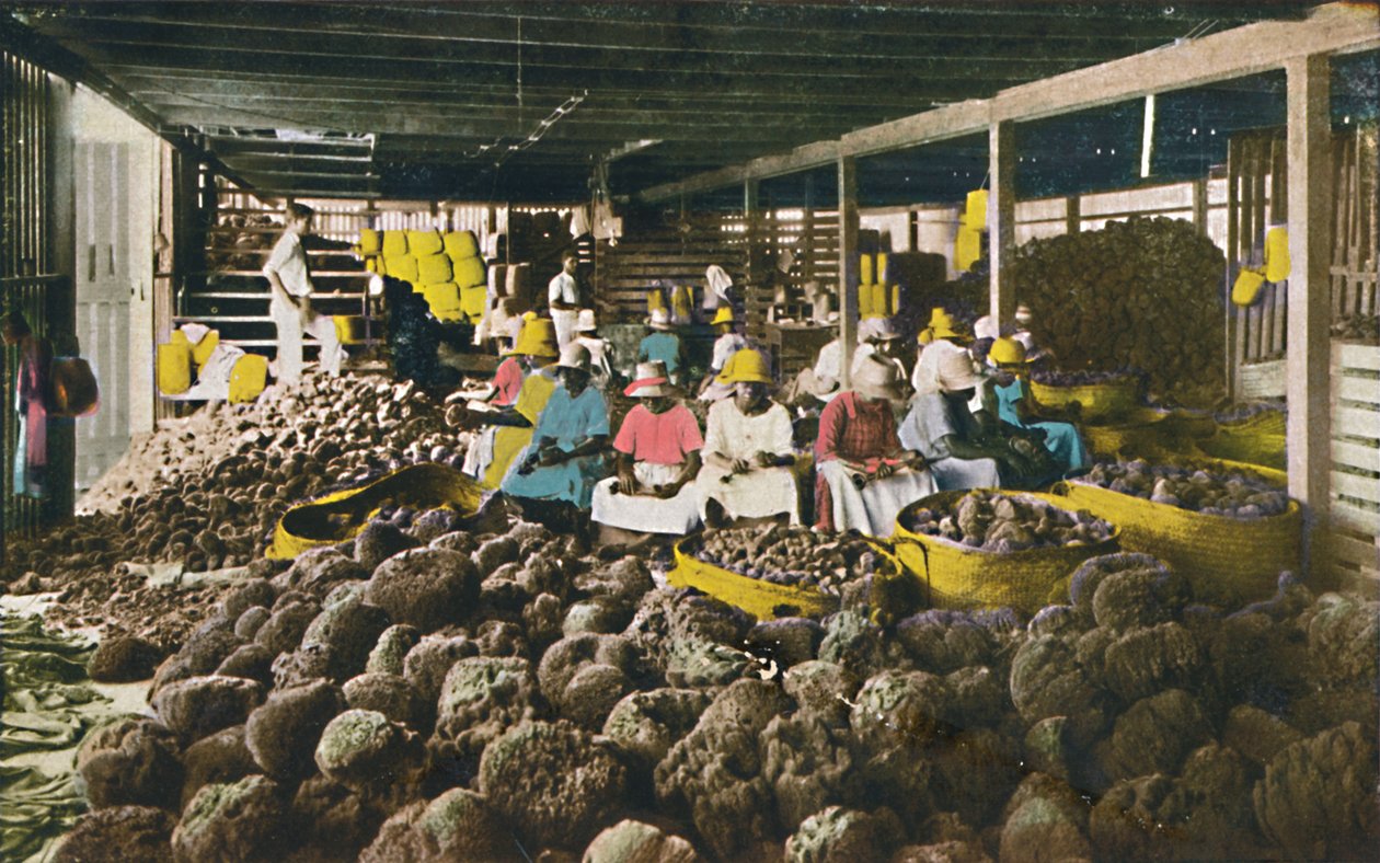 एसफैकिस - स्पंज पैकिंग हाउस - नासाउ, बहामास, c1930s। द्वारा अज्ञात