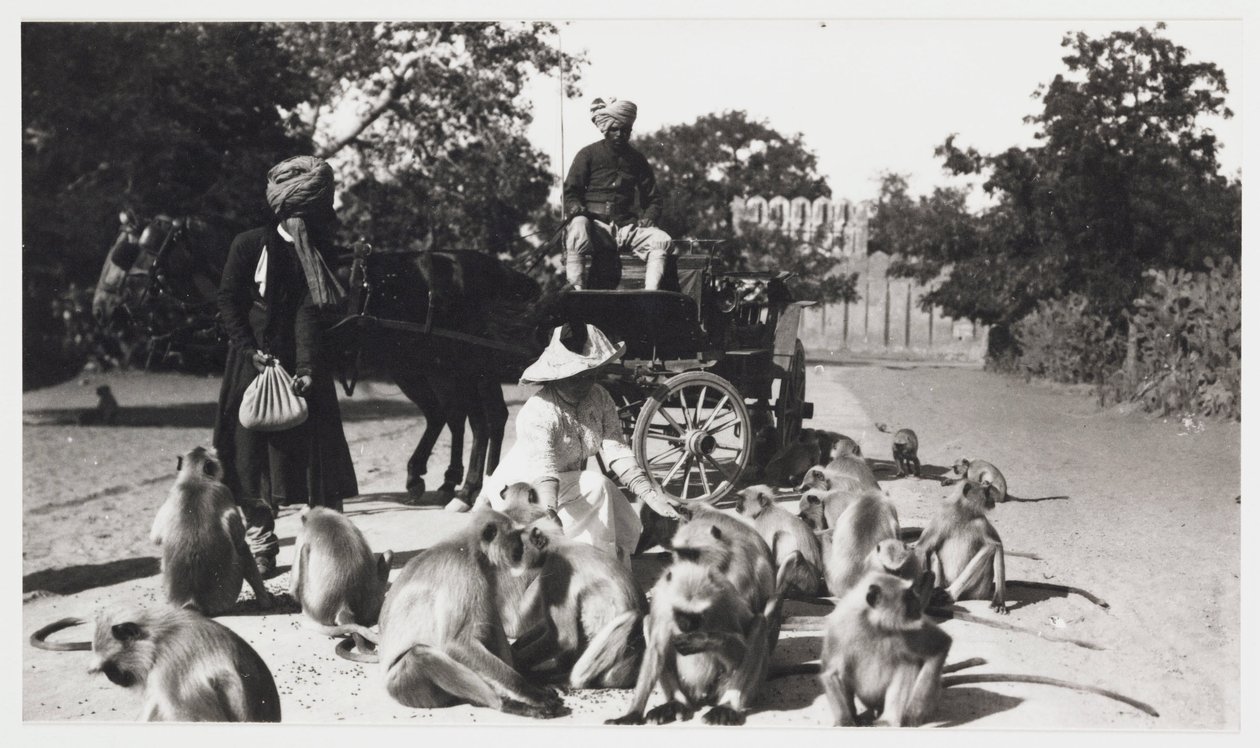 यूरोपीय महिला बंदरों की एक टुकड़ी को खिलाती है, भारत, c 1910 द्वारा अज्ञात