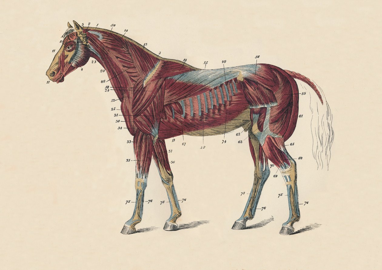 बाहरी मांसपेशियों और घोड़े के शरीर के Tendons, c1879। द्वारा अज्ञात