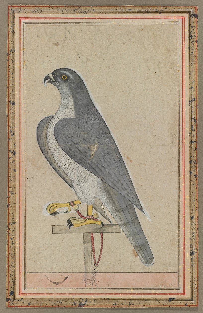 फाल्कन, सी। 1770। द्वारा अज्ञात