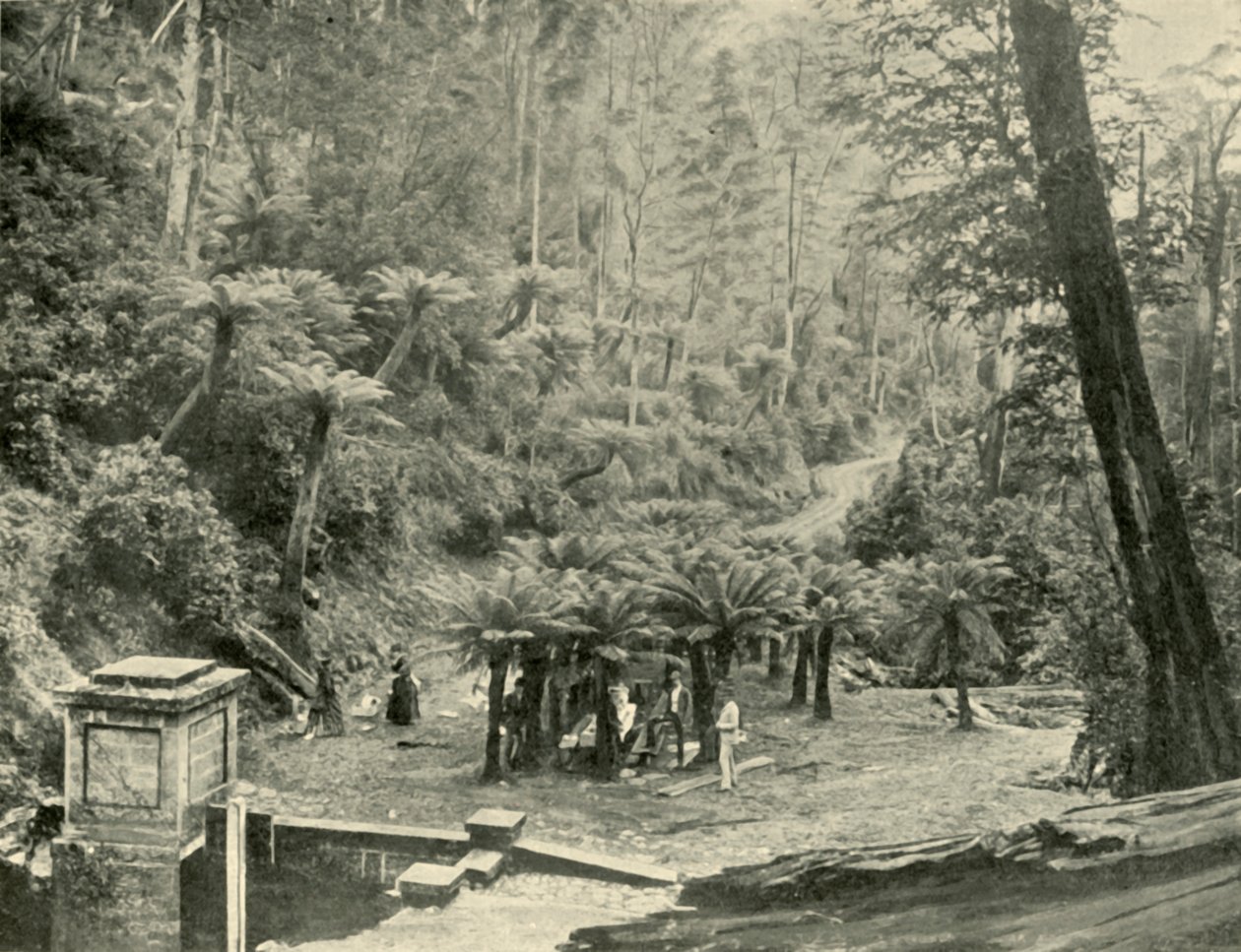 फर्न ट्री बोवर एंड ट्रैक, माउंट वेलिंगटन, 1901। द्वारा अज्ञात