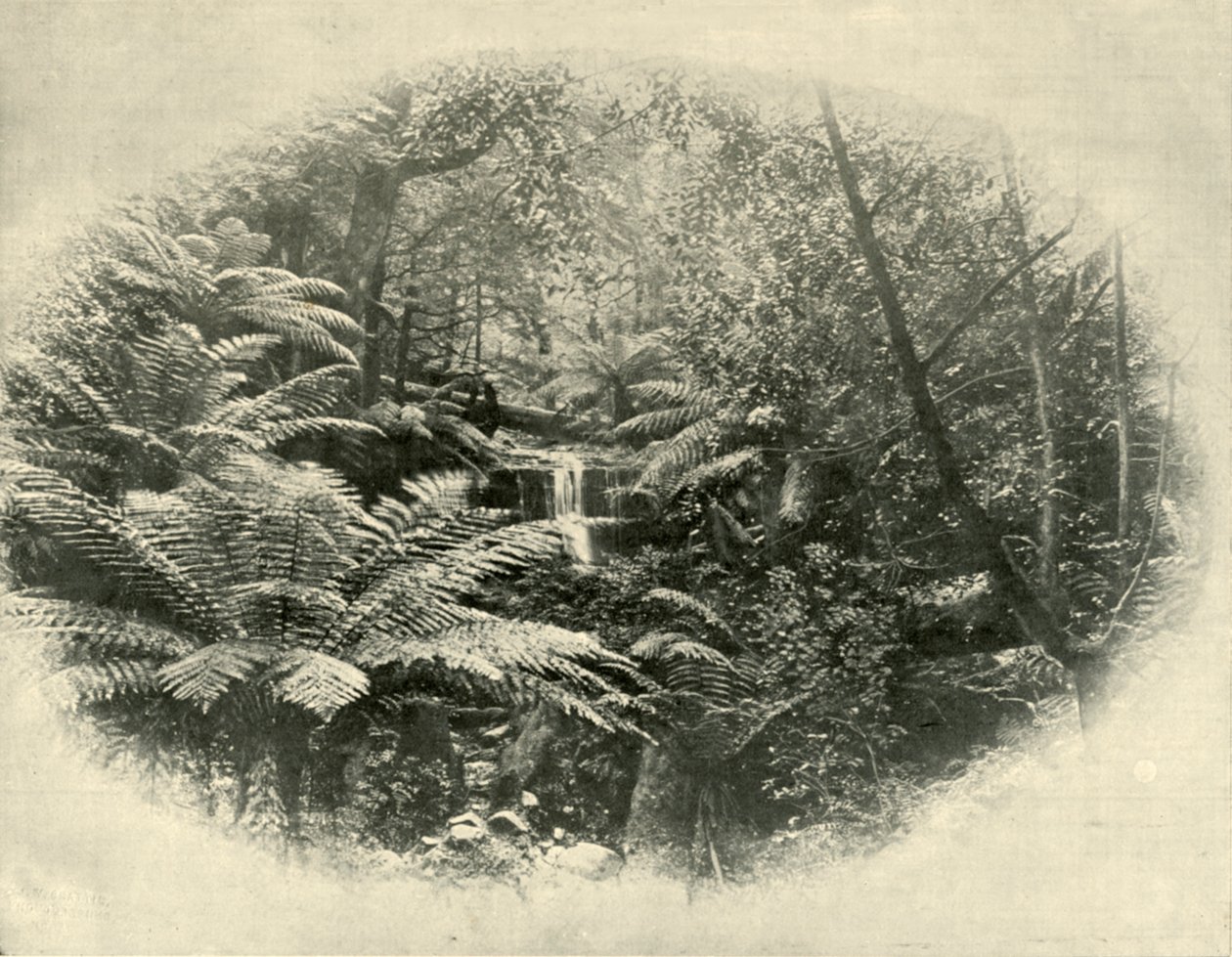 फर्न ट्री गुलाली, तस्मानिया, 1901। द्वारा अज्ञात