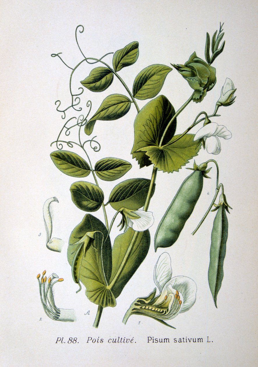 फील्ड एंड गार्डन मटर, 1893 द्वारा अज्ञात