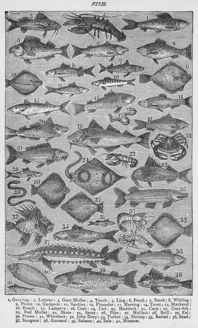 मछली, 1907, 1907 द्वारा अज्ञात