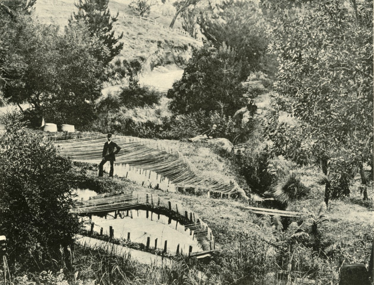 मछली तालाब, एरचिल्डौने, बलारत के पास, 1901। द्वारा अज्ञात