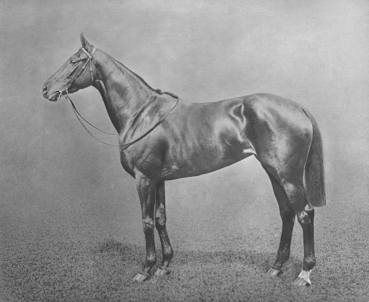 फ्लेयर, 1911 द्वारा अज्ञात
