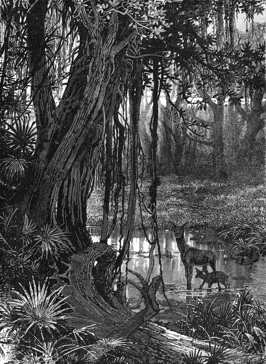 फ्लोरिडा एवरग्लेड्स, यूएसए, c1885 द्वारा अज्ञात
