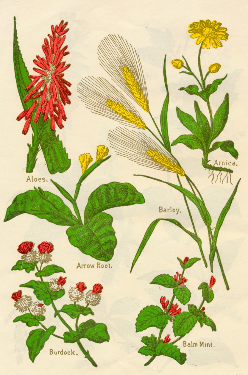 फूल: एलो, अर्निका, एरो रूट, जौ, बाम मिंट, बर्डॉक, c1940। द्वारा अज्ञात