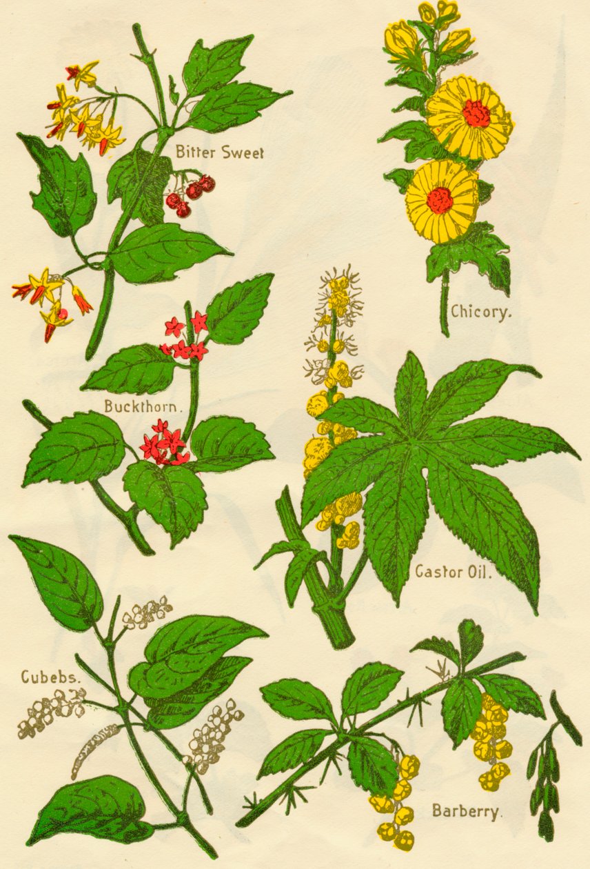 फूल: कड़वे मीठे, बकथॉर्न, क्यूब्स, कासनी, अरंडी का तेल, बरबेरी, c1940। द्वारा अज्ञात